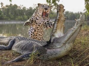 Бой леопарда и крокодила фото